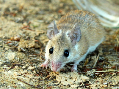 Spiny Mouse  -  Cairo Spiny Mouse