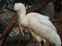 African Spoonbill image