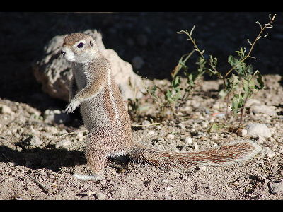 Squirrel  -  Cape Ground Squirrel
