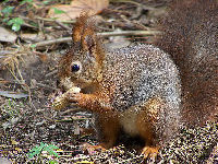 Eurasian Red Squirrel image