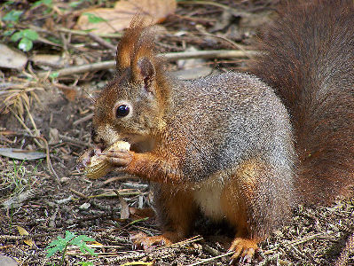 Squirrel  -  Eurasian Red Squirrel