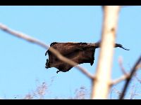 Indian Giant Flying Squirrel image