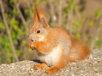Squirrel  -  Red Squirrel