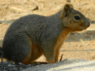 Squirrel  