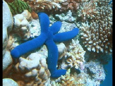 Starfish  -  Blue Starfish