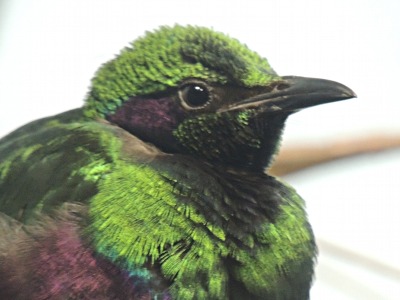 Starling  -  Emerald Starling