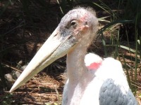 Marabou Stork image