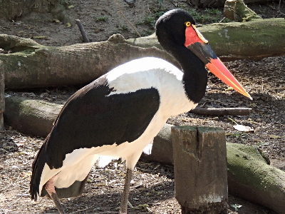 Stork  -  Saddle-billed Stork