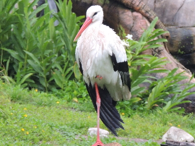 Stork  -  White Stork