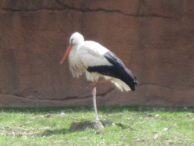 Stork  -  White Stork