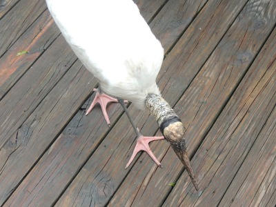 Stork  -  Wood Stork