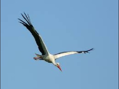 Stork  