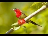 Crimson Sunbird image