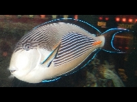 Sohal Surgeonfish image