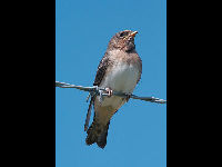 American Cliff Swallow image