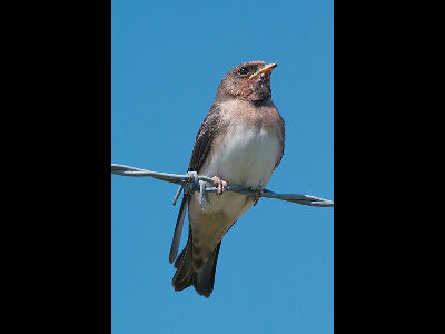 Swallow  -  American Cliff Swallow
