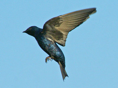 Swallow  -  Purple Martin