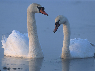 Swan  