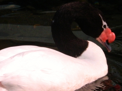 Swan  -  Black-Necked Swan