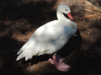 Coscoroba Swan image