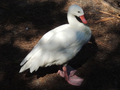 Swan  -  Coscoroba Swan