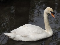 Mute Swan image