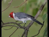 Red-crested Cardinal image