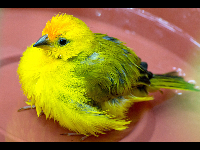 Saffron Finch image