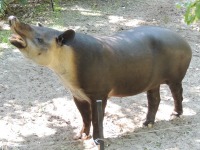 Baird's Tapir image
