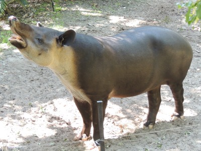 Tapir  -  Baird's Tapir