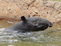 Malayan Tapir image