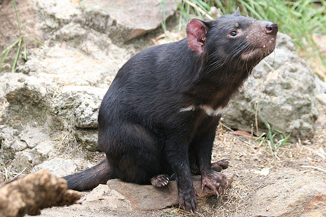 Tasmanian Devil Info - Photo 2