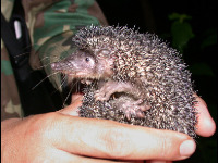 Greater Hedgehog Tenrec image