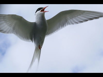 Tern  -  Arctic Tern