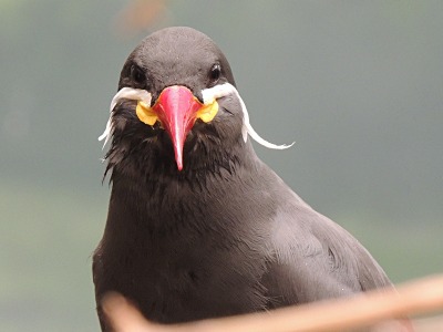 Tern  -  Inca Tern
