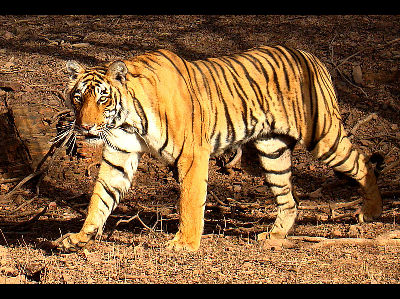 Tiger  -  Bengal Tiger