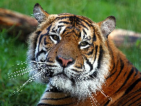 Sumatran Tiger image
