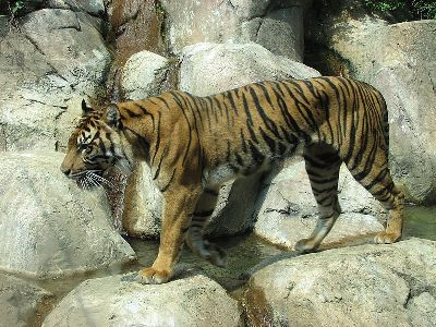 Tiger  -  Sumatran Tiger