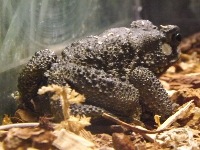Asian Common Toad image