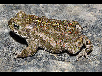 Natterjack Toad image