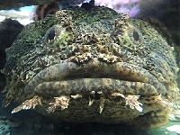 Toadfish image