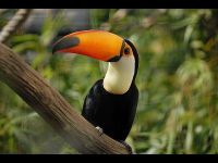 Toco Toucan image