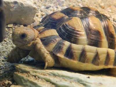 Tortoise  -  Egyptian Tortoise