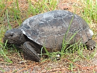 Gopher Tortoise image