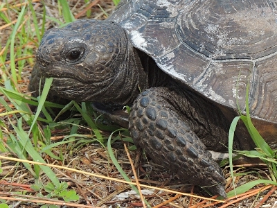 Tortoise  -  Gopher Tortoise
