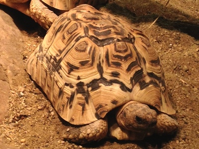 Tortoise  -  Leopard Tortoise