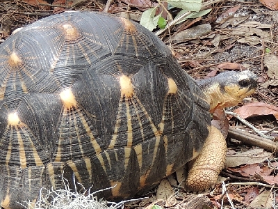 Tortoise  -  Radiated Tortoise