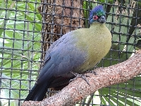 Purple-crested Turaco image