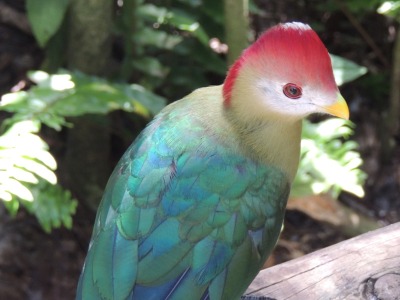 Turaco  -  Red-crested Turaco