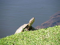 African Helmeted Turtle image